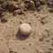 17.Round War stone at Mound of Ganweri wala, Cholistan,21.08